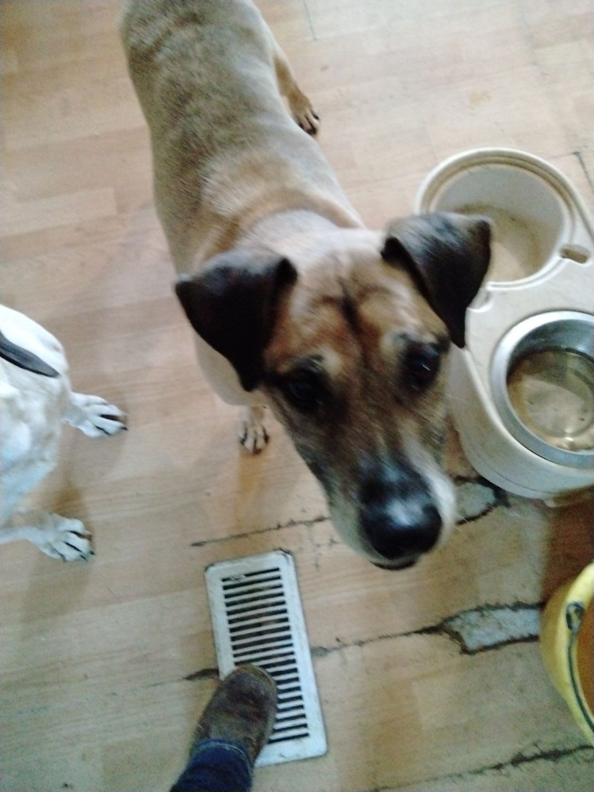 3rd Annual Taking Steps for Homeless Pets - Platinum Paw Sponsor - Ace